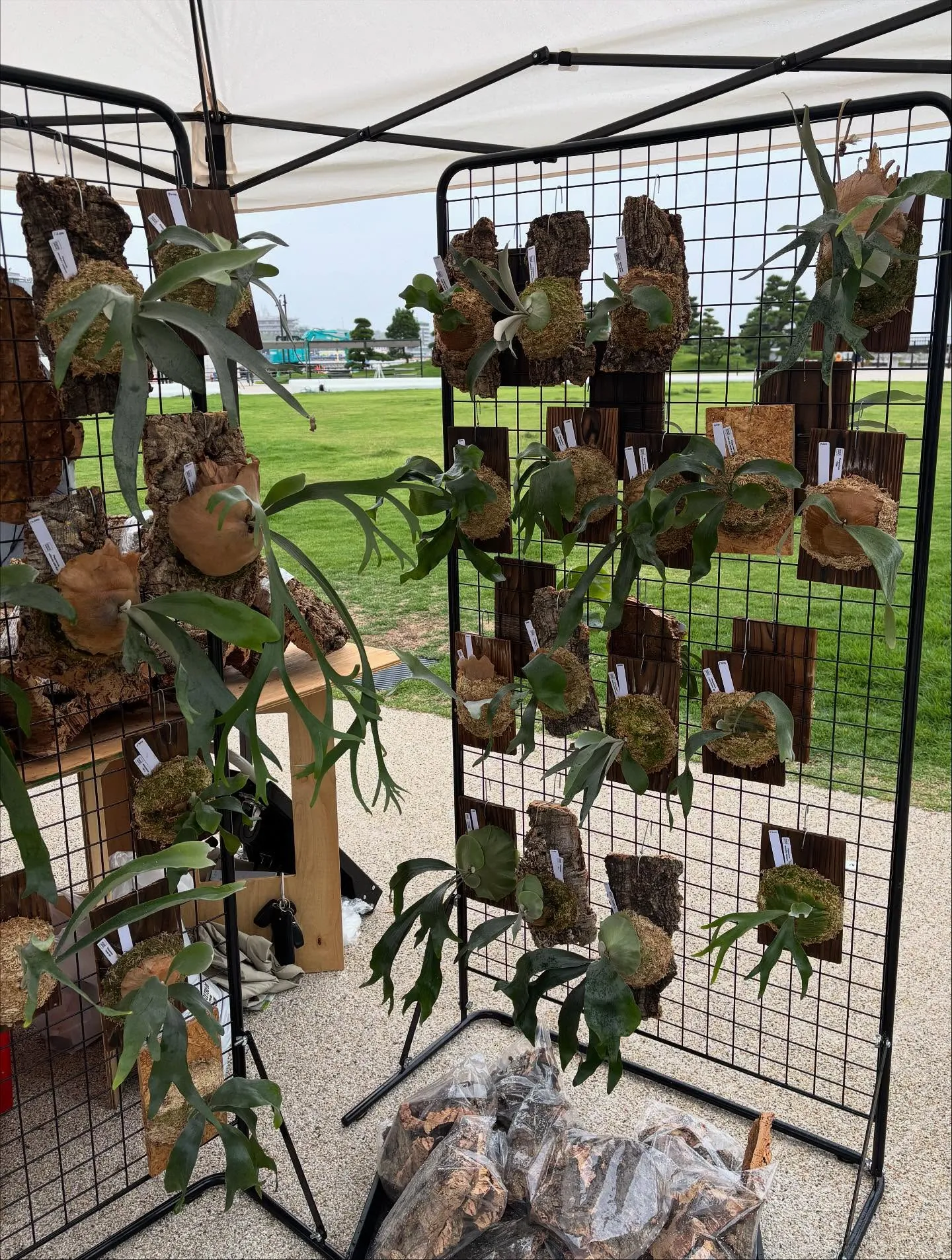 ������ǳ��Ť�����������ע��ī䧤ο�ʪ�֡����ǡ����������ʤɤ�������ʪ�����Ĥ䥳�륯���դ�����Ÿ�����䤵��Ƥ����ͻ�