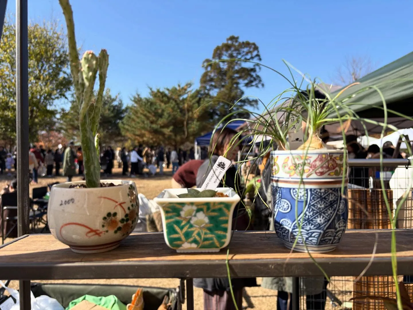 �¸����Ӹ�����礭���¤λԤ��¤־����ʴ��տ�ʪ������ƥ������δ�˿�����줿���꡼��Ȳ����ޡ����åȤ�����