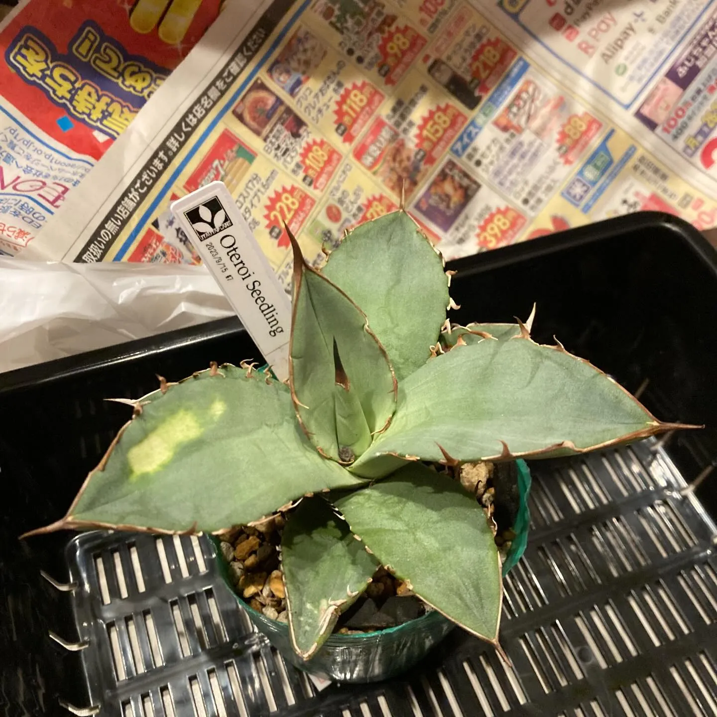 �礭���¤λԤǹ������줿�ȥ��Τ��륢���١�¿����ʪ�������ʤ�̤��������������å׼̿�