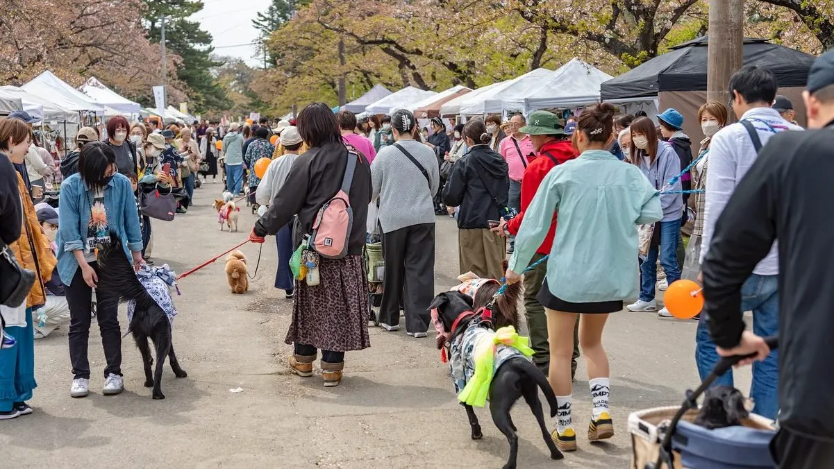 �Ŀ��ǳ��Ť������λԤβ��ǡ������ڤβ����¤֥ƥ�Ȥν�Ź��¿�������Ԥ���ꡢ��ƻ��仨�ߤ�õ���ʤ��黶����ڤ������襤�Υޡ����å�����