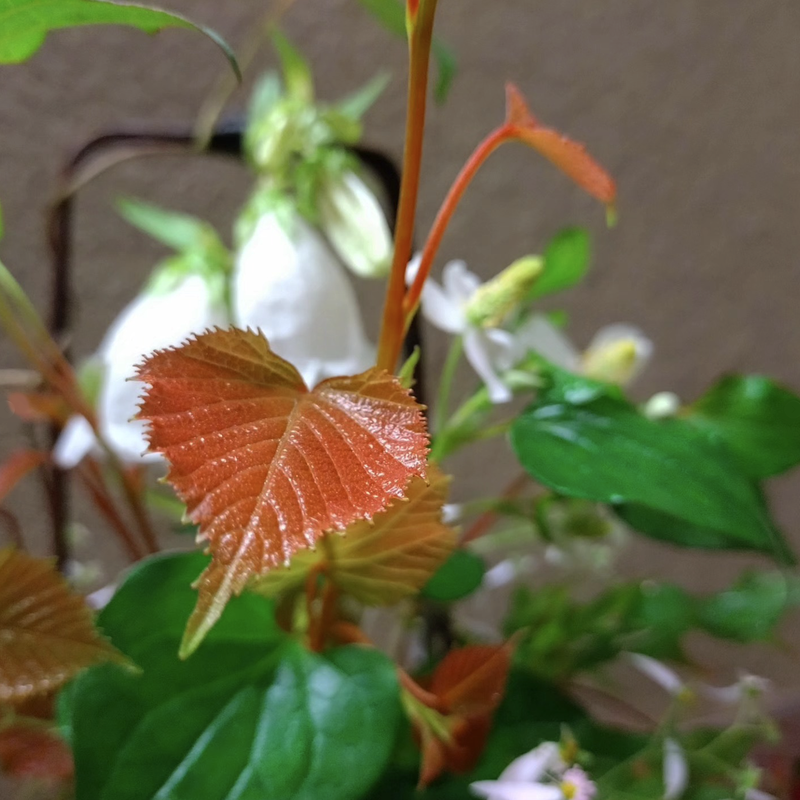 Ļ�葉���꡼����2