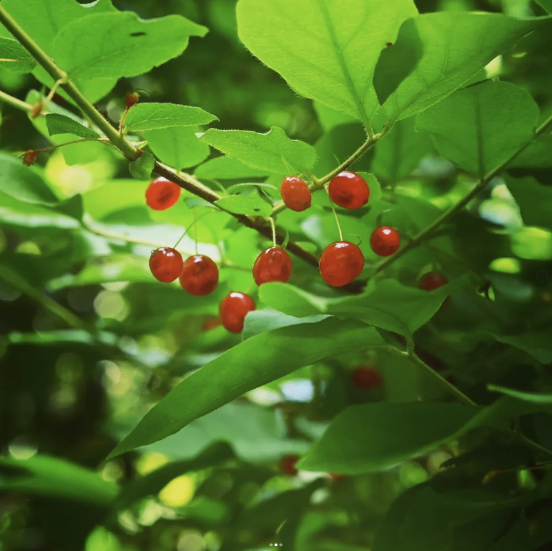 Ļ�葉���꡼����7